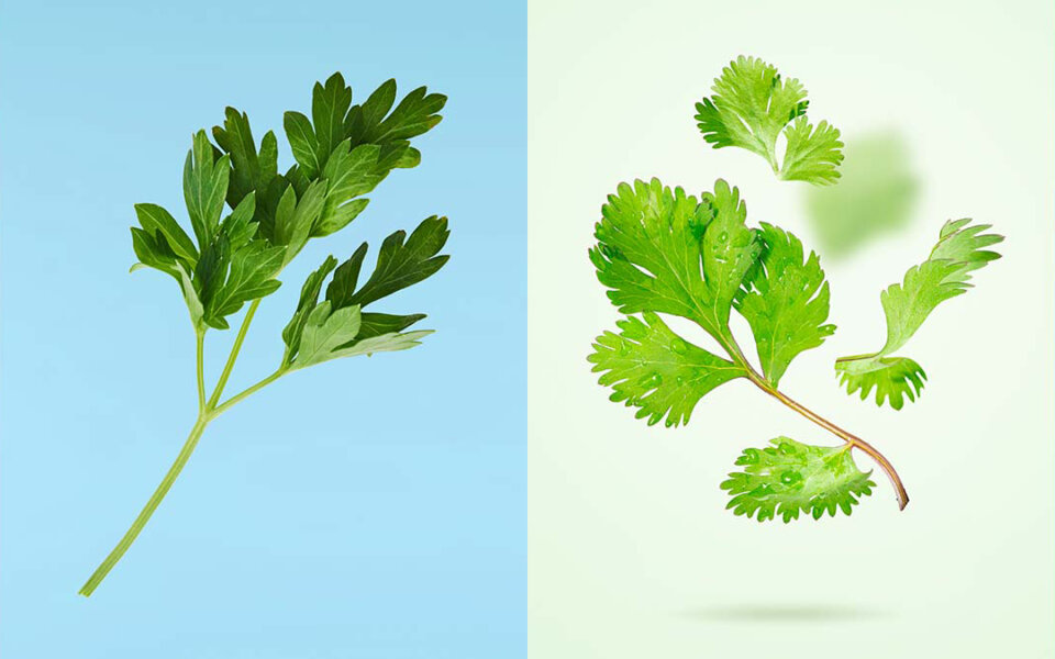 Cilantro vs perejil: todo lo que necesitas saber