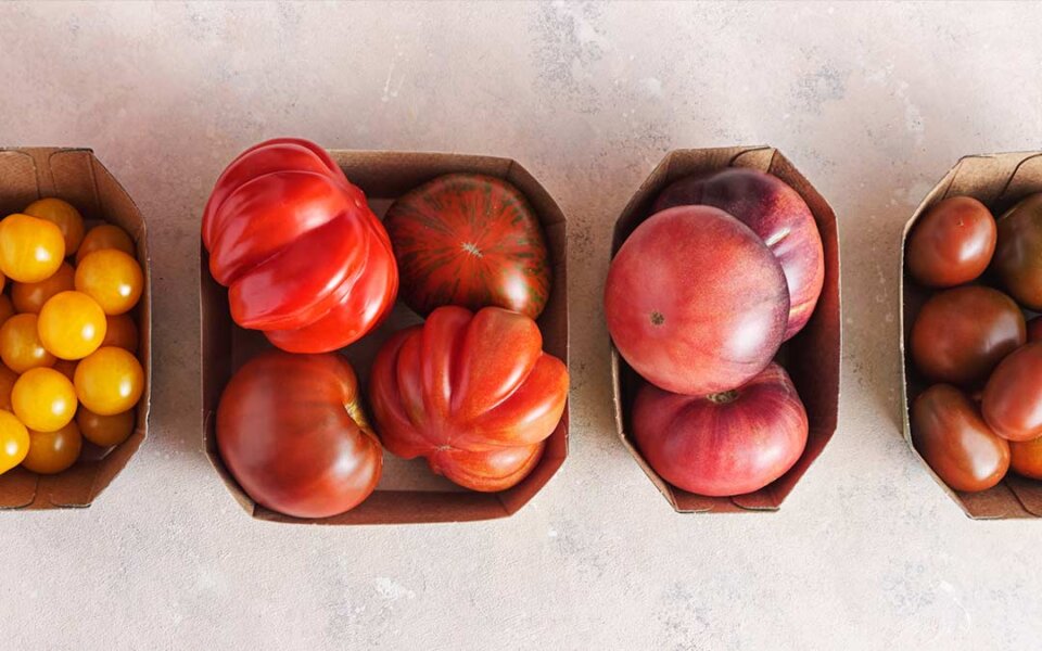 Tipos de tomates: guía completa sobre variedades, cultivo y beneficios