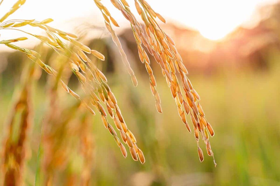 ¿De dónde sale el arroz?: origen y cultivo