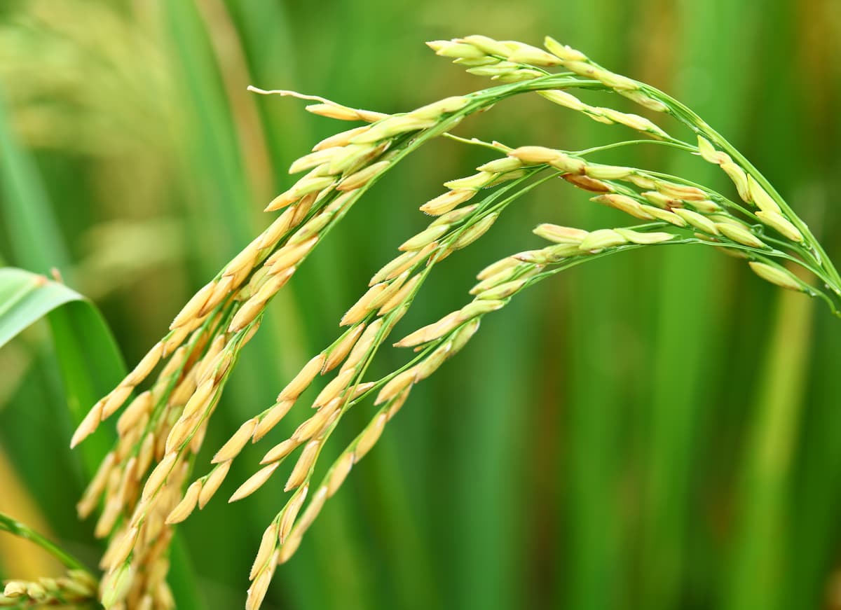 Explorando la planta de arroz