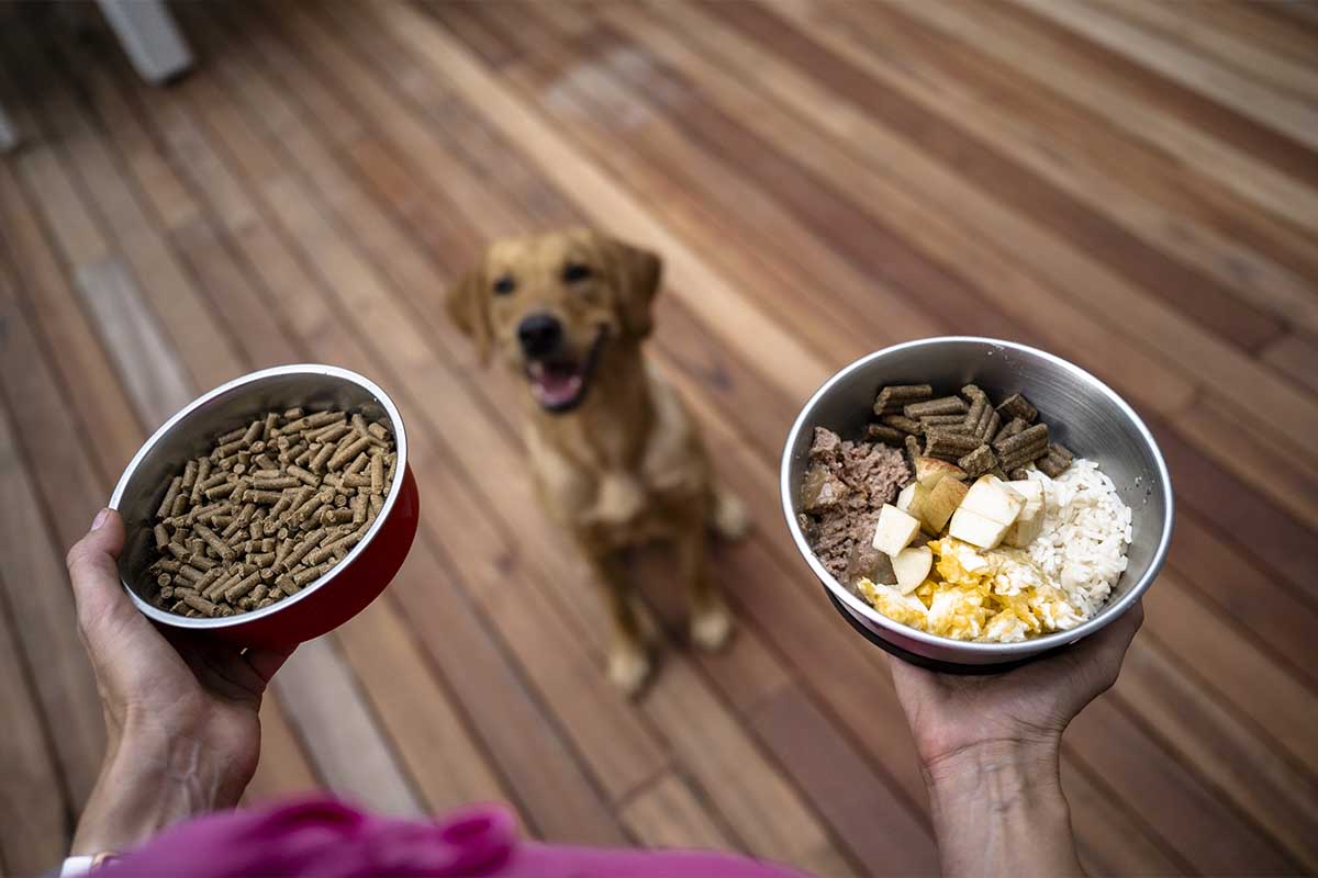 pueden comer arroz los perros