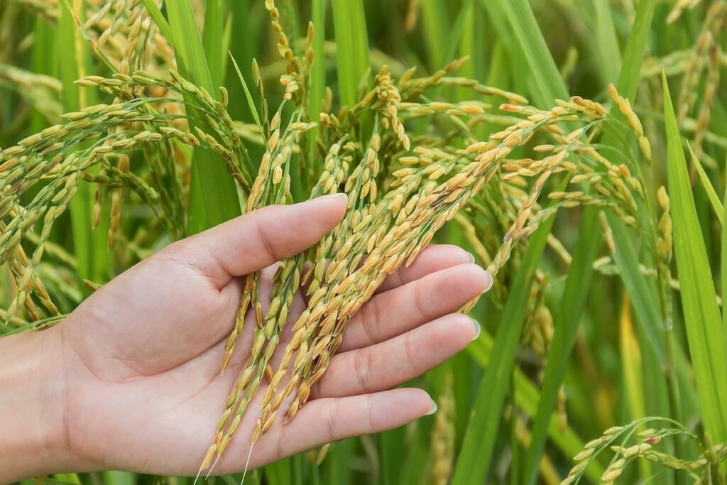 Factores clave en el cultivo de arroz