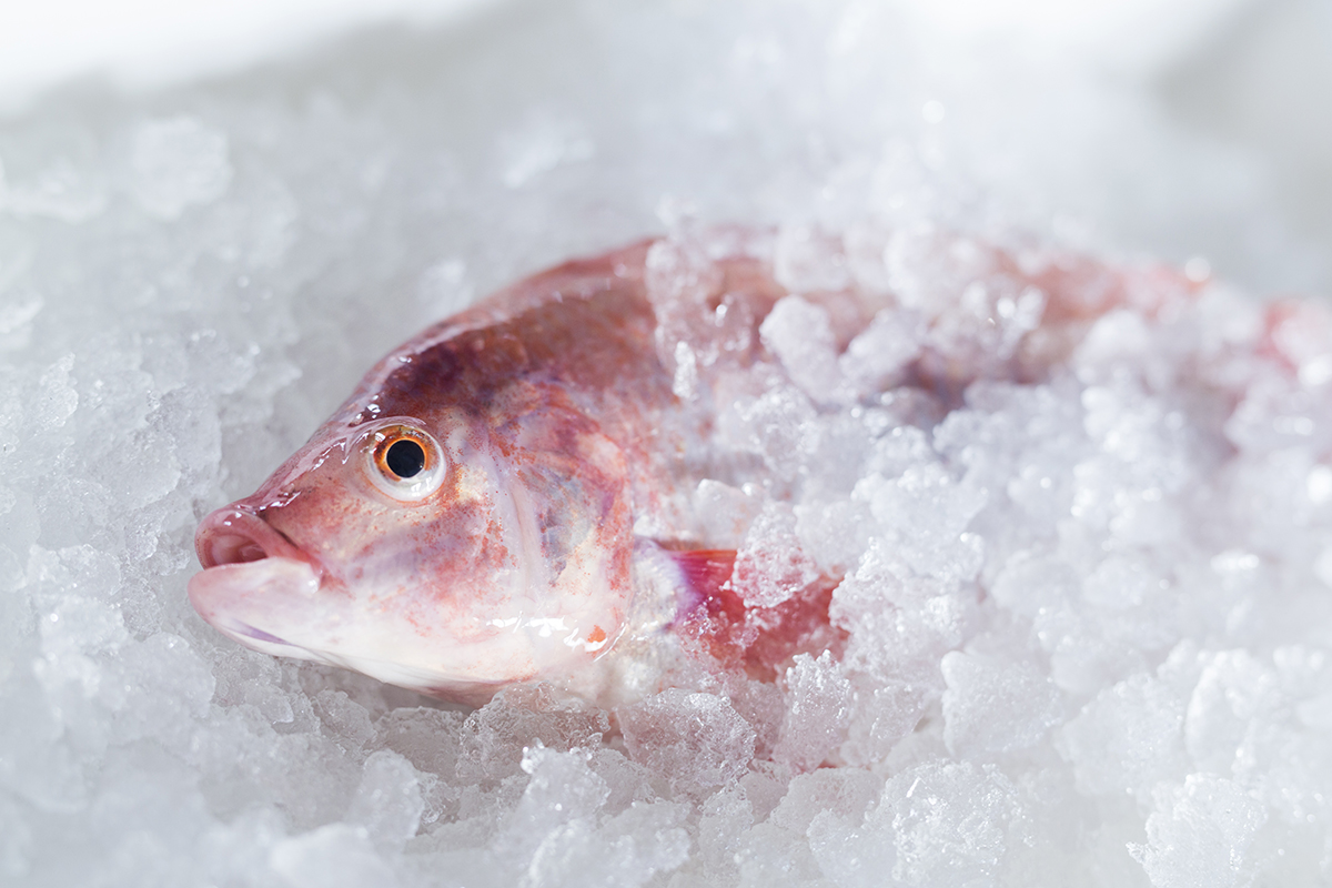 descongelar pescado rápido