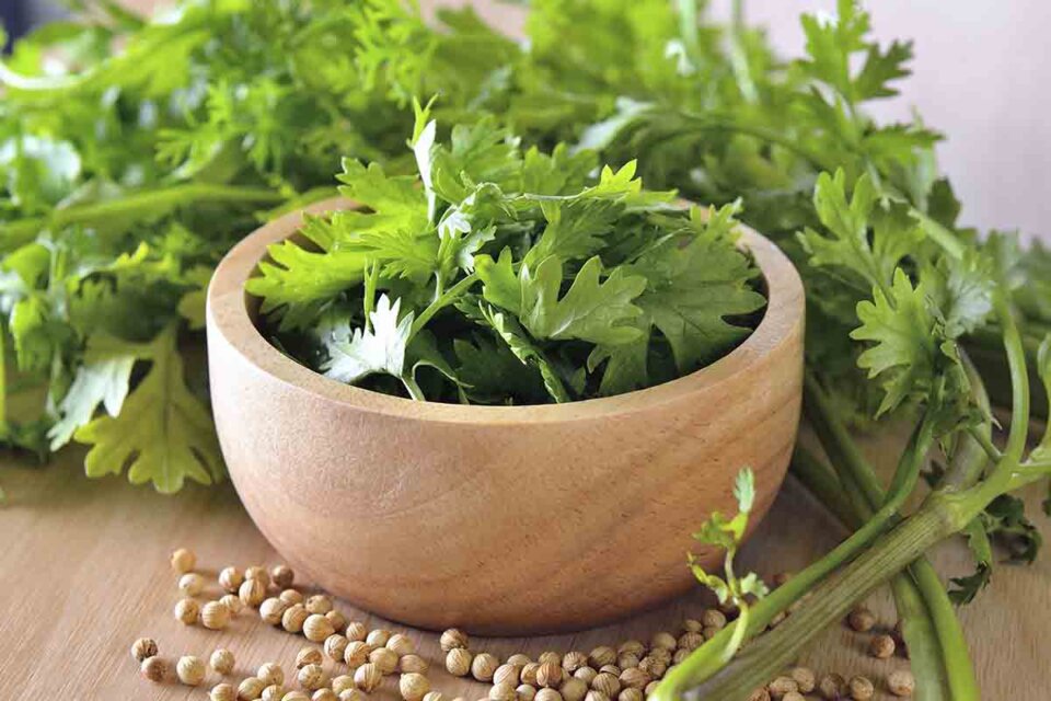 Todo sobre el culantro: propiedades, usos y diferencias con el cilantro