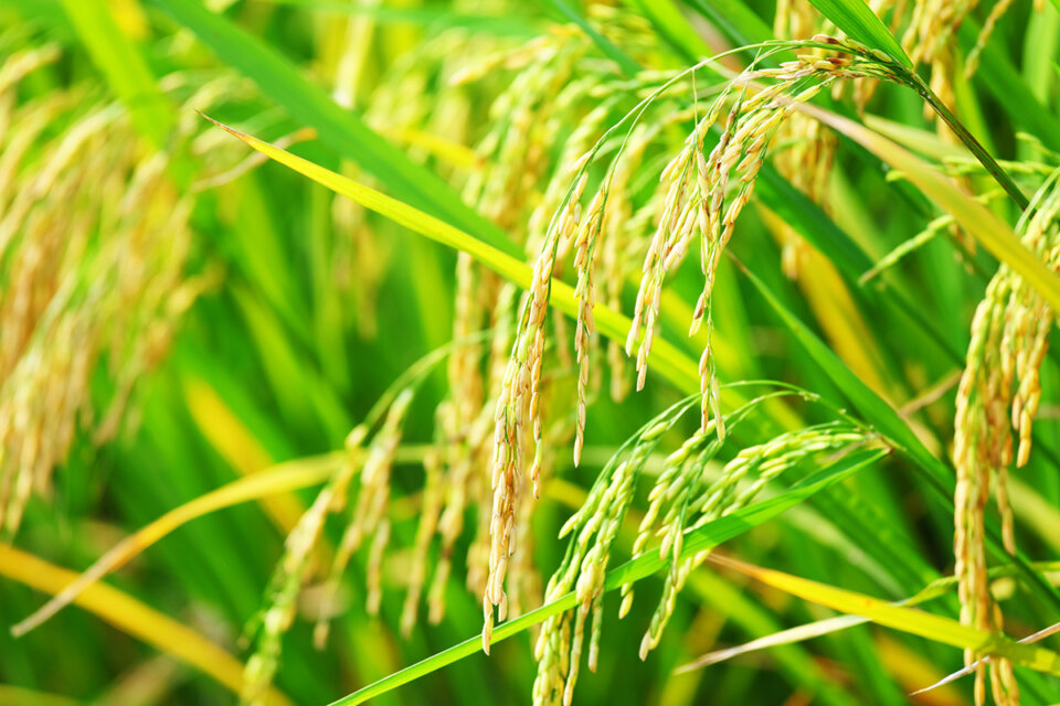 ¿Cómo se cosecha el arroz? Todo sobre nuestro cultivo