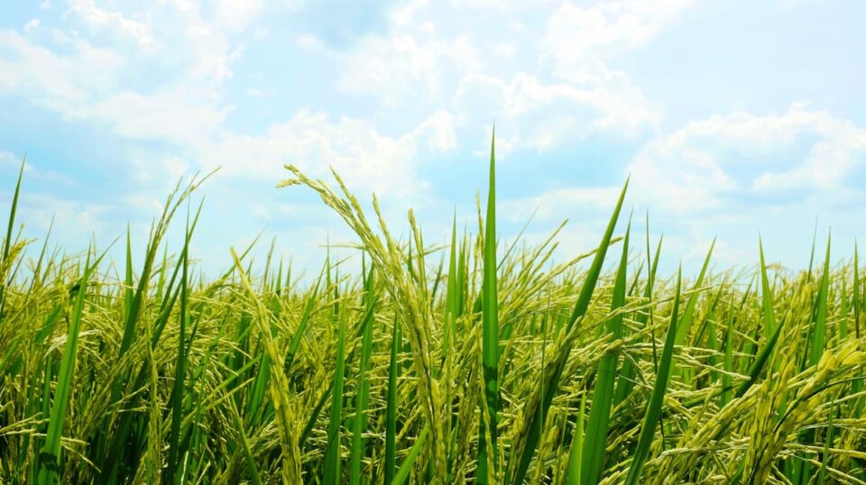 ¿De dónde viene el arroz? Orígenes y cultivo