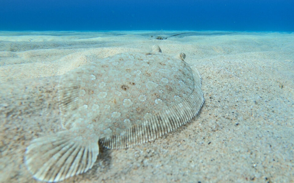 Tipos de pescado blanco