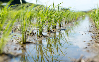 Como se cultiva el arroz