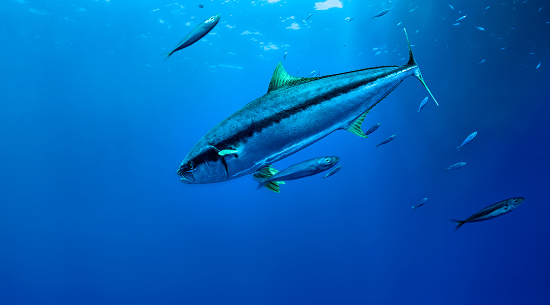 Atun pescado azul