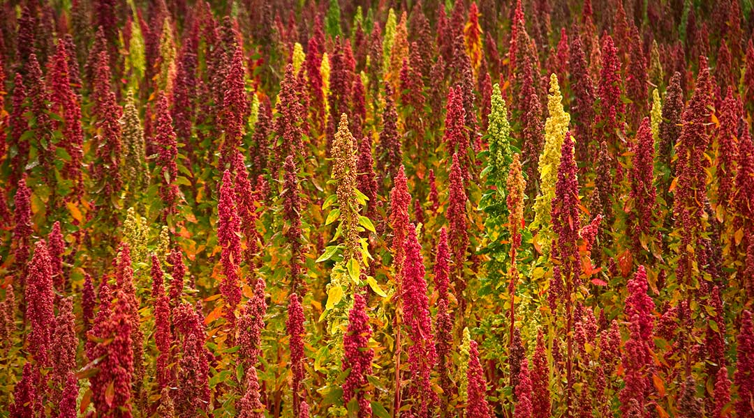 definición y origen de la quinoa