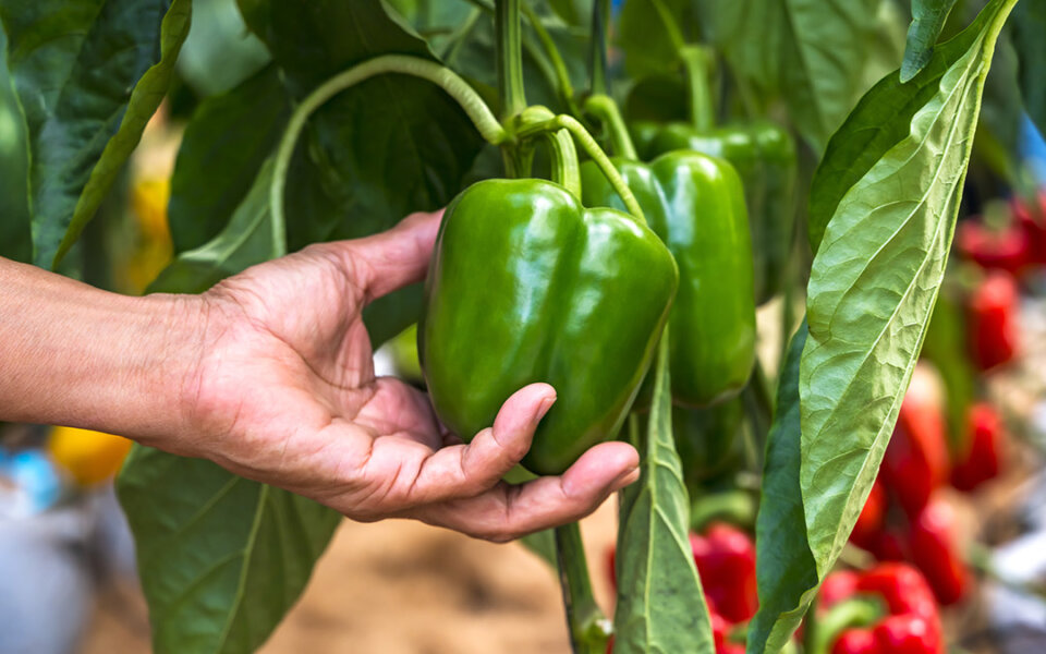 Beneficios y propiedades del pimiento verde