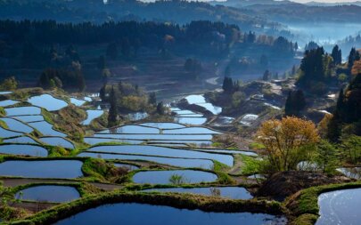 Arroz en Japón: Cultivo, variedades y tradición